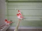 Rood mozaiek kanaries, Dieren en Toebehoren, Vogels | Kanaries, Meerdere dieren, Kleurkanarie