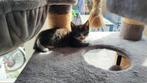Super lieve kitten, Dieren en Toebehoren, Kater, 0 tot 2 jaar