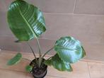 Strelitzia Nicolai (paradijsvogelplant), Overige soorten, Ophalen of Verzenden, Minder dan 100 cm, Bloeiende kamerplant