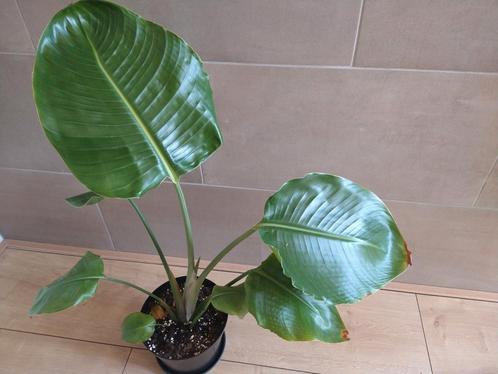 Strelitzia Nicolai (paradijsvogelplant), Huis en Inrichting, Kamerplanten, Overige soorten, Minder dan 100 cm, Bloeiende kamerplant