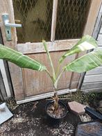 Musa tanee Variegata, Overige soorten, Vaste plant, Ophalen of Verzenden, Halfschaduw
