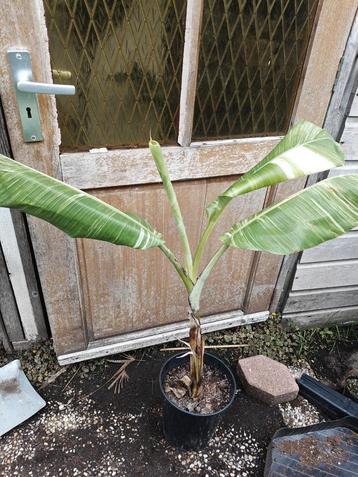 Musa tanee Variegata  beschikbaar voor biedingen