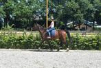 Verzorgpaard of pony gezocht, Dieren en Toebehoren, Ophalen of Verzenden