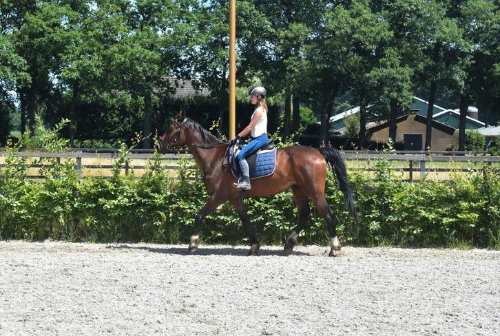 Verzorgpaard of pony gezocht, Dieren en Toebehoren, Paarden en Pony's | Verzorgingsproducten, Ophalen of Verzenden