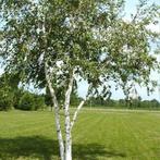 **ACTIE** Betula papyrifera, Papierberk berk, Tuin en Terras, Planten | Bomen, Ophalen of Verzenden, Lente, 100 tot 250 cm, Volle zon