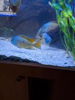 Vissen, Dieren en Toebehoren, Vis