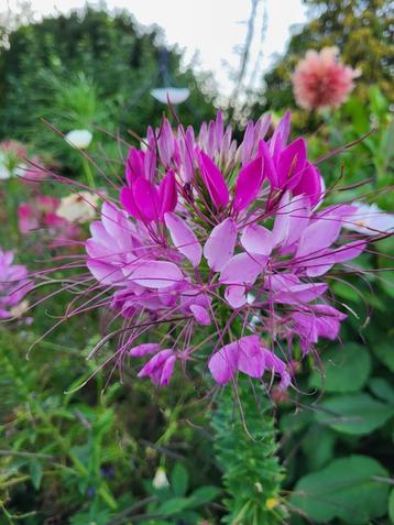 Zaden Cleome Mauve Queen beschikbaar voor biedingen