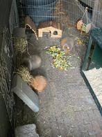 Aangeboden oppas voor dieren, Cavia, Juli, Vrouwelijk, Tam