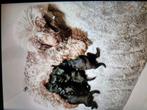 Toy poedel pups, Dieren en Toebehoren, Honden | Chihuahua's en Gezelschapshonden, Poedel, CDV (hondenziekte), 8 tot 15 weken, Meerdere
