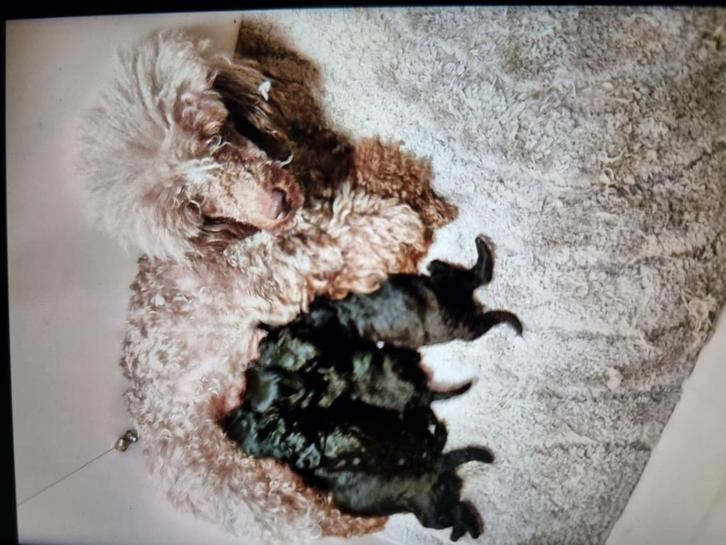 Toy poedel pups, Dieren en Toebehoren, Honden | Chihuahua's en Gezelschapshonden, Meerdere dieren, Poedel, Particulier, Meerdere