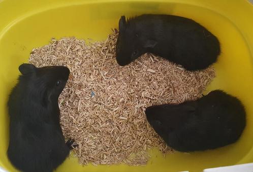 Cavia beertjes (mannetjes) 3-4 weken, Dieren en Toebehoren, Knaagdieren, Mannelijk, Cavia, Na 1 juli 2024, Tam