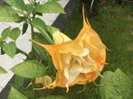 Brugmansia, Tuin en Terras, Planten | Tuinplanten, Ophalen of Verzenden, Overige soorten, Volle zon