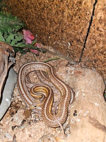 Anery Ultramel Tessera rattenslang en baby beschikbaar voor biedingen