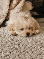 Maltipoo pup  zoekt een fijn huisje wegens prive gebeuren, Dieren en Toebehoren, Maltezer, Reu, 8 tot 15 weken, Eén hond
