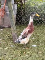 Indische loopeenden, Dieren en Toebehoren, Pluimvee, Meerdere dieren, Eend