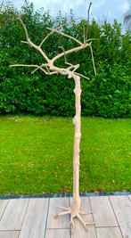 Java boom 250 cm hoog, Ophalen, Zo goed als nieuw