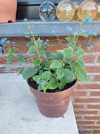 vergeetmenietje/vaste/plant/tuin/planten/bloemen, Ophalen, Minder dan 100 cm, Zomer