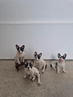 Vintage Porseleinen Franse Bulldog Beeldjes Set, Ophalen