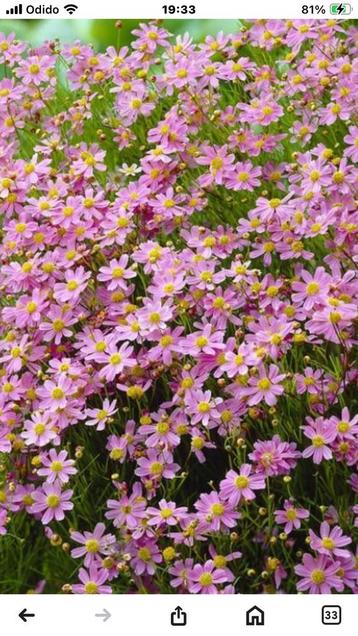 Coreopsis American Dream beschikbaar voor biedingen