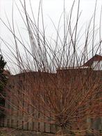 tenen Japanse bonte wilg Hakuro Nishiki voor planten of dhz, Overige soorten, 100 tot 250 cm, Zomer, Ophalen