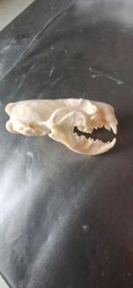 Schedel nerts, Ophalen of Verzenden, Zo goed als nieuw, Schedel