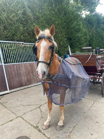 Betuigde pony beschikbaar voor biedingen