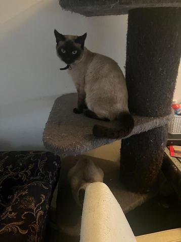 Siamees kater beschikbaar voor biedingen