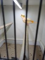 Harlekijn man, Dieren en Toebehoren, Vogels | Kanaries, Mannelijk, Kleurkanarie