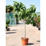 Ficus Carica 'brown Turkey' - Vijgenboom g69894, Tuin en Terras, Planten | Bomen, Ophalen of Verzenden