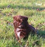 Lieve Boomer klaar voor nieuw thuis, Dieren en Toebehoren, Parvo, Overige rassen, 8 tot 15 weken, Meerdere