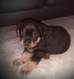 Rottweiler pups, Dieren en Toebehoren, 8 tot 15 weken, Meerdere, Meerdere dieren, Rottweiler