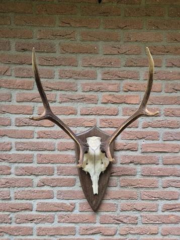 Mooi Edelhert Gewei Jacht Trofee Mancave Jacht Hut d85 beschikbaar voor biedingen