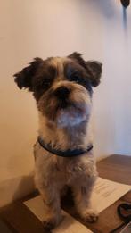 Dekreu, Dieren en Toebehoren, 6 jaar of ouder, Reu, Eén hond, Nederland