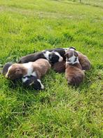 Boerderij border collie pups, Dieren en Toebehoren, Particulier, Meerdere, 8 tot 15 weken, Meerdere dieren