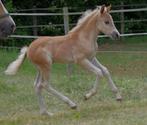 Haflinger Hengst veulen (Maceo x Nassau), Dieren en Toebehoren, Paarden, Minder dan 160 cm, 0 tot 2 jaar, Hengst, Recreatiepaard