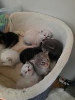 Ragdoll kittens, Dieren en Toebehoren, Meerdere dieren, Ontwormd