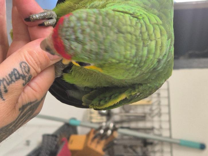 Mega tamme amazone 15 weken net zelfstandig, Dieren en Toebehoren, Vogels | Parkieten en Papegaaien, Papegaai, Geslacht onbekend