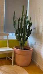 Grote cactus en grote terracota pot, Huis en Inrichting, Kamerplanten, Ophalen, Cactus, Volle zon, 150 tot 200 cm