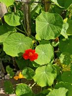 Oostindische Kers, Ophalen, Volle zon, Groenteplanten, Eenjarig