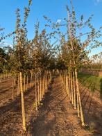 Acer campestre veldesdoorn 3m hoog, Bloeit niet, Overige soorten, 250 tot 400 cm, Ophalen