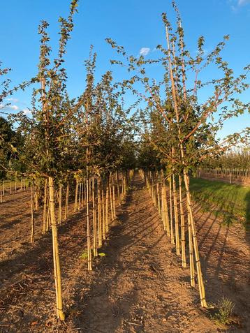 Acer campestre veldesdoorn 3m hoog beschikbaar voor biedingen