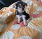 Yorkshire Terriër teefje, Yorkshire Terriër, 8 tot 15 weken, Teef, Eén hond