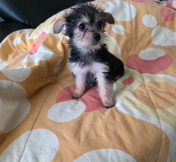 Yorkshire Terriër teefje, Dieren en Toebehoren, Honden | Jack Russells en Terriërs, Teef, Yorkshire Terriër, Particulier, Eén hond