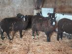 Mooie zwartbles enters ooien, Dieren en Toebehoren, Vrouwelijk, Schaap, 0 tot 2 jaar