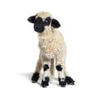 Walliser Schwarznase lammeren te koop! Unieke bloedlijn, Dieren en Toebehoren, Schapen, Geiten en Varkens, Meerdere dieren, Schaap
