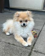 Lieve bearface pomeriaan, 15 weken tot 1 jaar, Eén hond, Nederland, Particulier