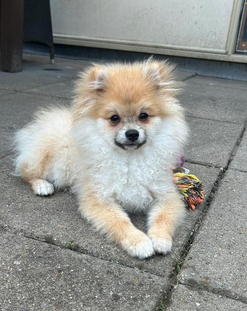Lieve bearface pomeriaan, Dieren en Toebehoren, Honden | Poolhonden, Keeshonden en Oertypen, Reu, Overige rassen, Particulier