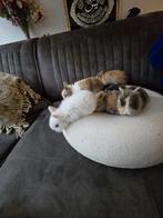 Te koop Jonge Fluffy dwergkonijnen, Dieren en Toebehoren, Konijnen, Geslacht onbekend, Dwerg, 0 tot 2 jaar