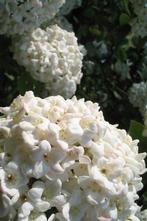 Viburnum carlcephalum Sneeuwbal winterse naam bloei voorjaar, Tuin en Terras, Overige soorten, Vaste plant, Ophalen of Verzenden