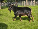 Unieke Black and Tan met Blauwe ogen bok, Dieren en Toebehoren, Schapen, Geiten en Varkens, Mannelijk, Geit